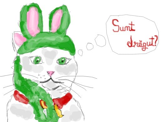 funny cat