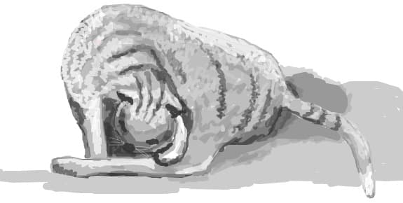pisica