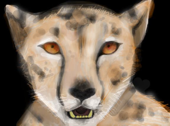 cheetah