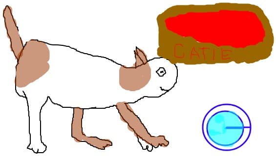 o pisica