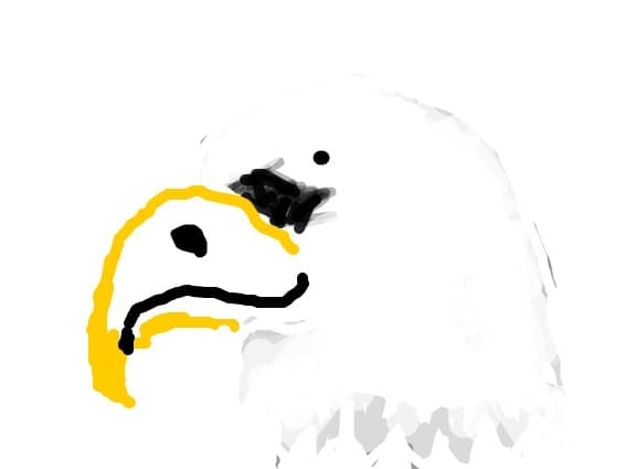 Bald Eagle - vultur