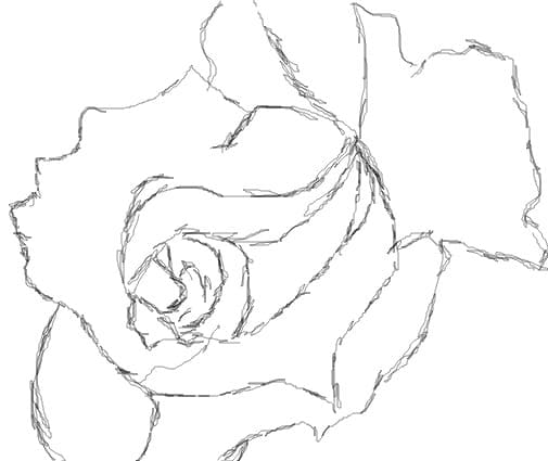 rose (schita)