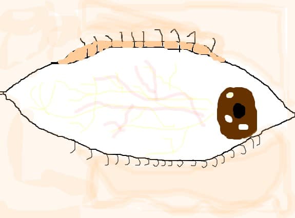 ochi