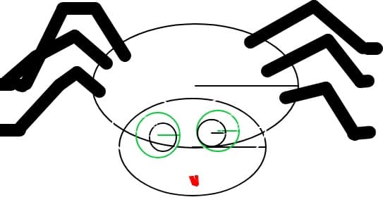 spider