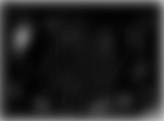 stele
