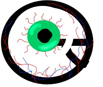 ochi