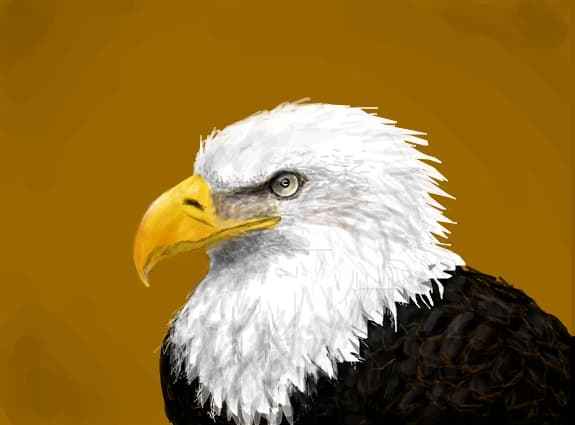 bald eagle