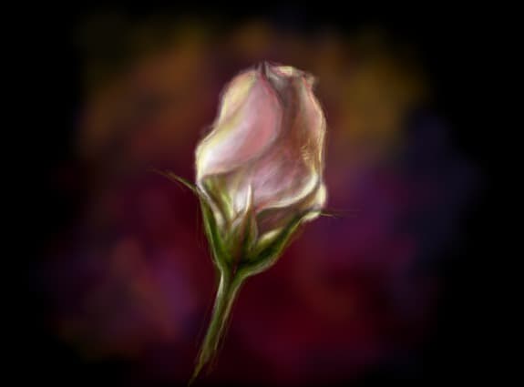 Rose...
