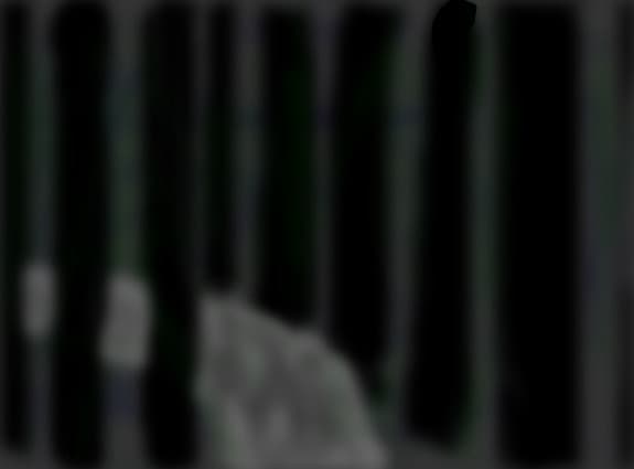Dark Forest