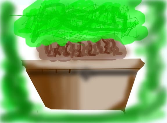 bonsai