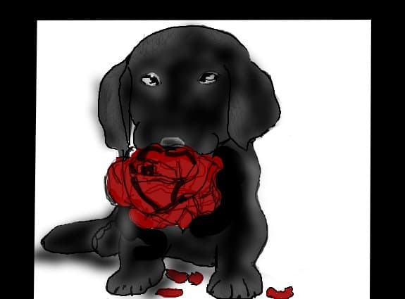 Ianuarie dog