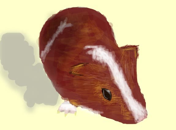 guineea pig