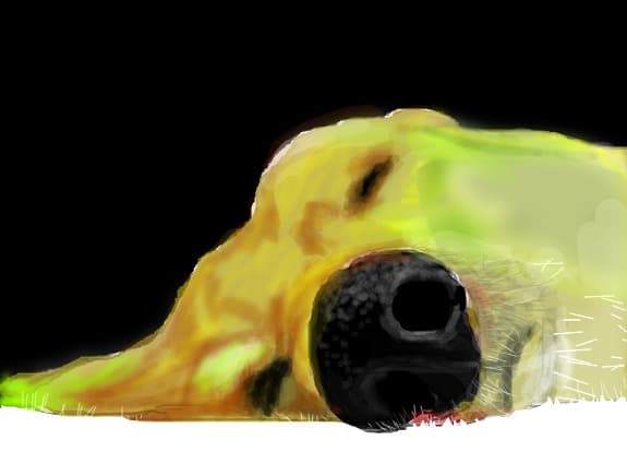 just a sleepy dog