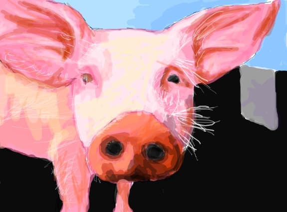 porc