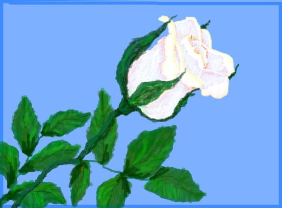o floare