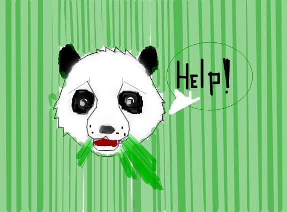 ursul panda