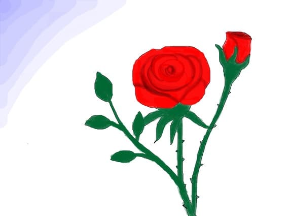 rose
