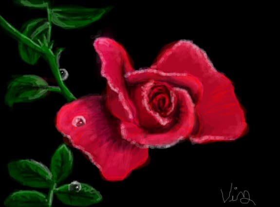 Magnific Rose