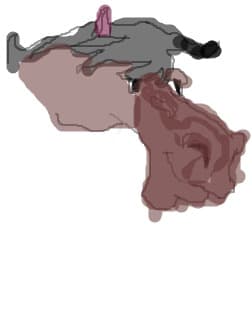 cal