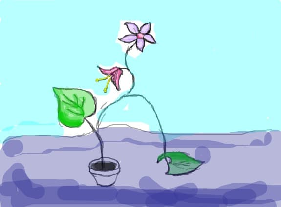 flower