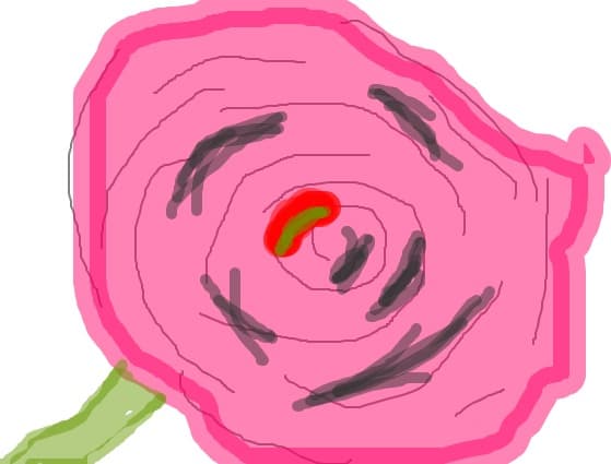 rose