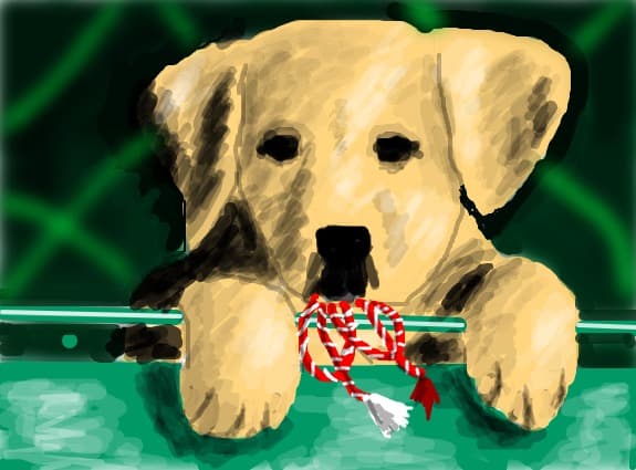 puppy