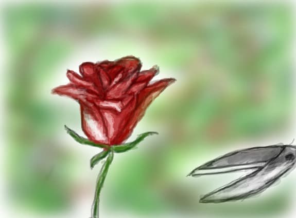 rose