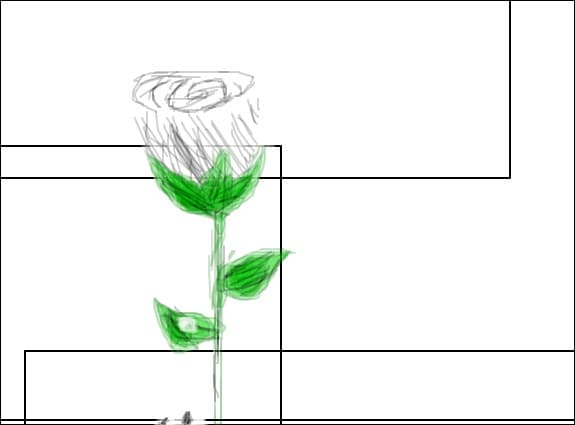 rose...white