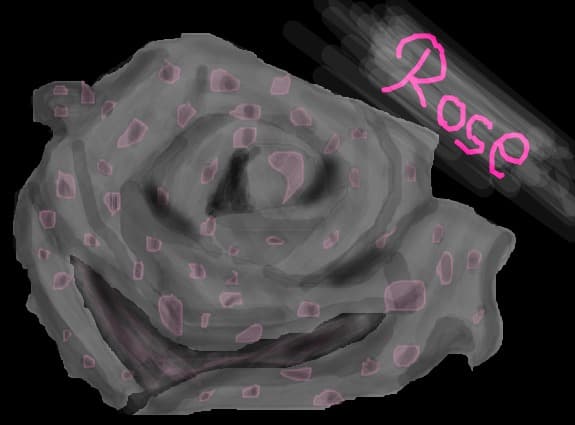 rose