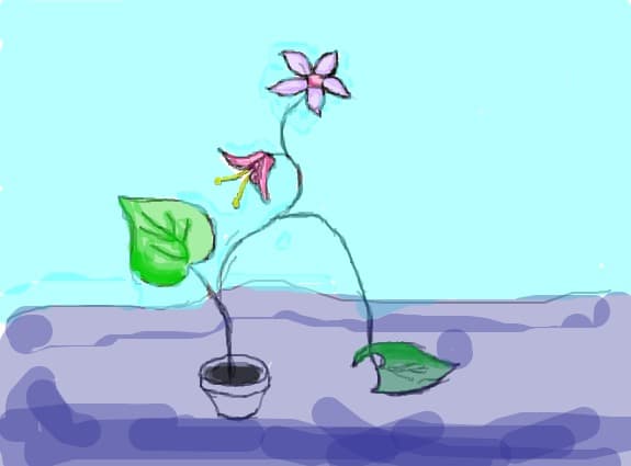 flower