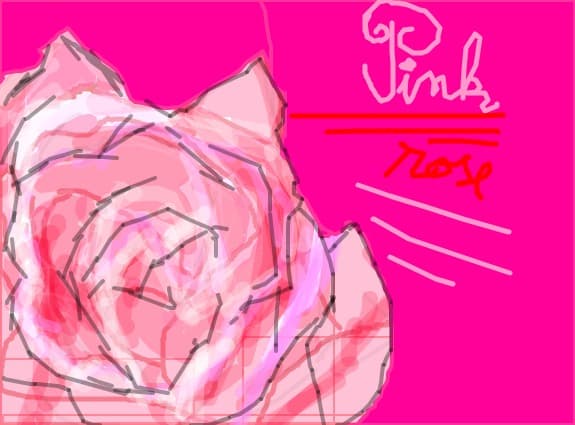 pink rose