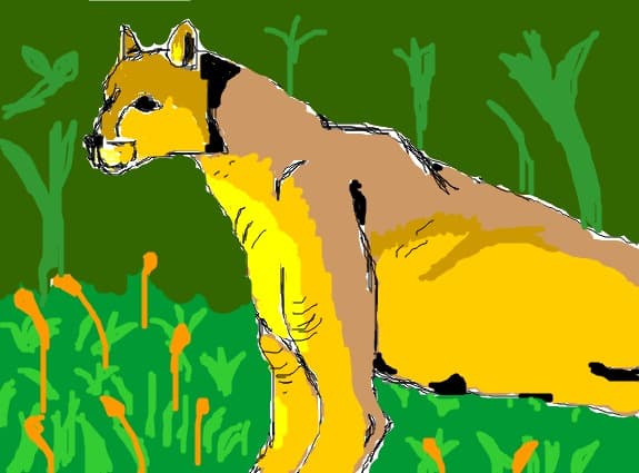 Cougar