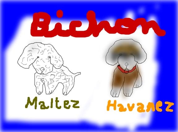 Bichoni