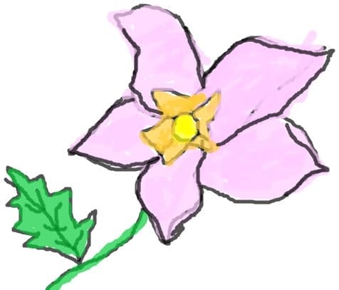 floare de vara