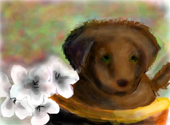 a little brown puppy