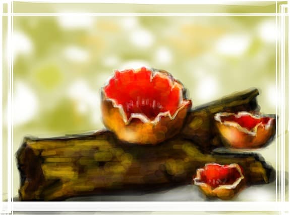 \&amp;quot;copilasii\&amp;quot; naturii...mici, colorati si dragalasi
