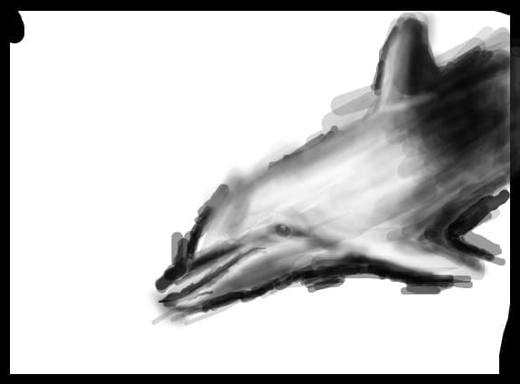 Dolphin
