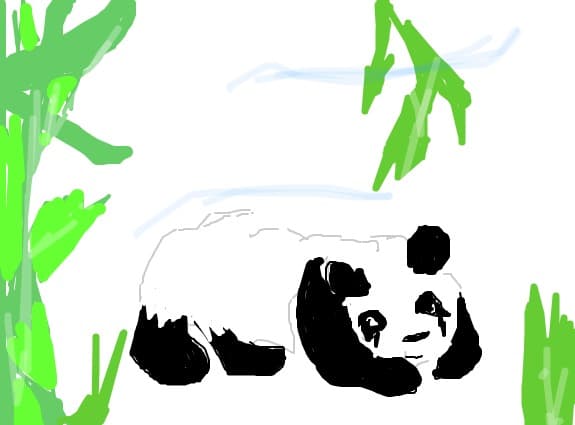 panda bear