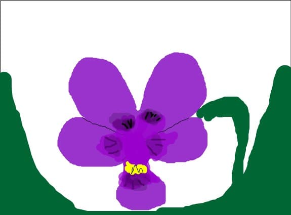 panseluta