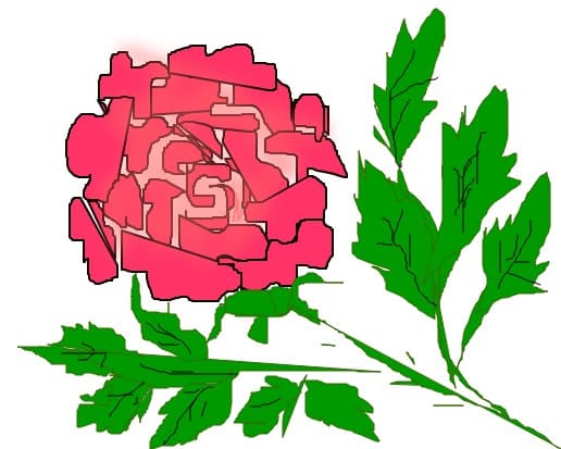 rosa
