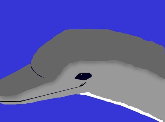 Delfin