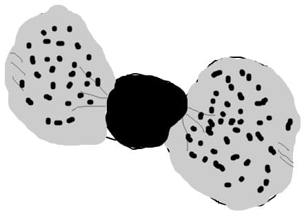 papion gri