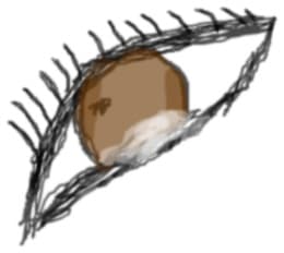 eye