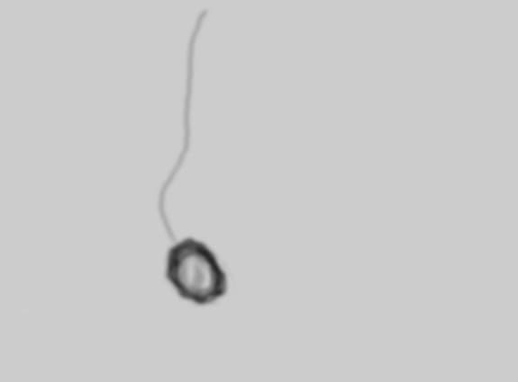 lantisor