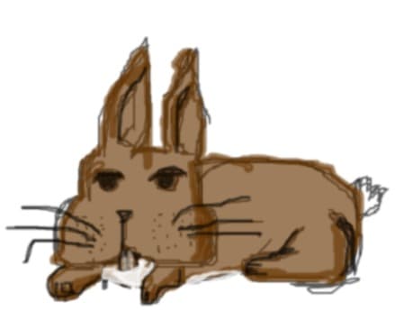 rabbit