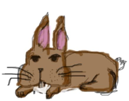rabbit