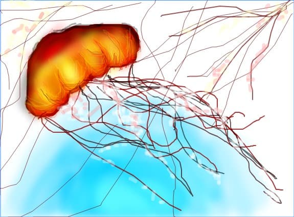 jellyfish