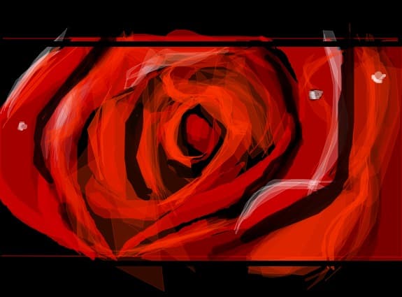 red rose