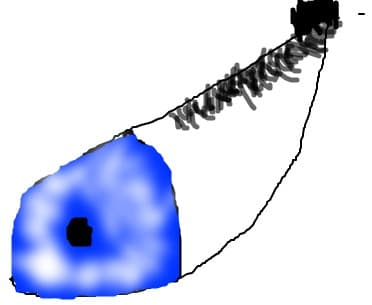 eye