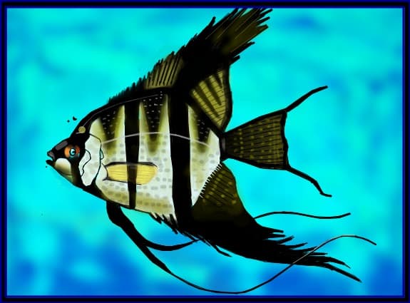 angelfish